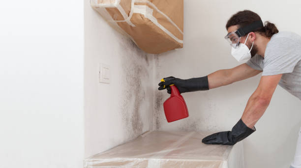 Professional Basement Mold Remediation technician working in Cold Spring Harbor, NY